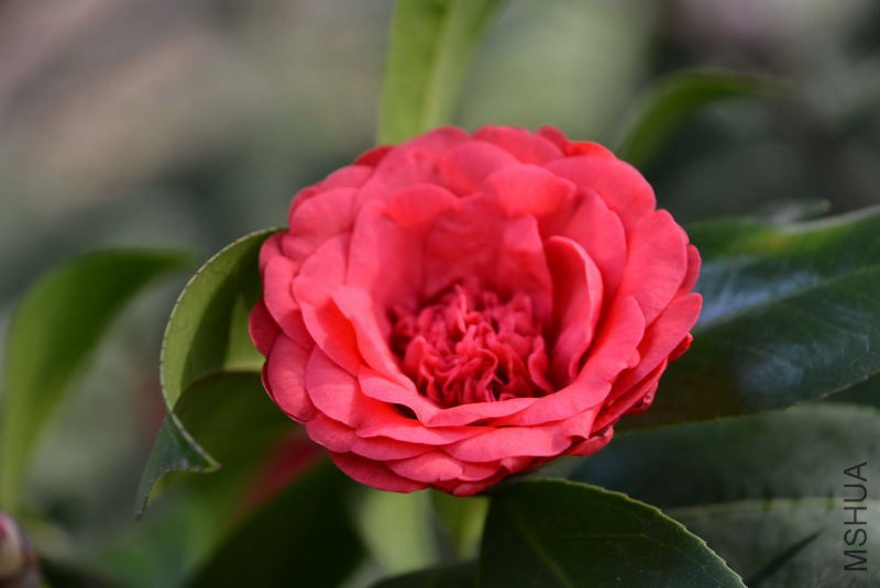 DSC_82820556.JPG