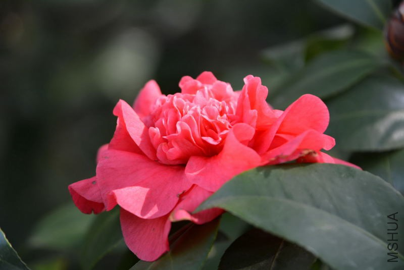 DSC_82790553.JPG