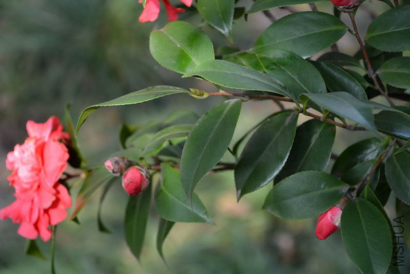 DSC_82780552.JPG