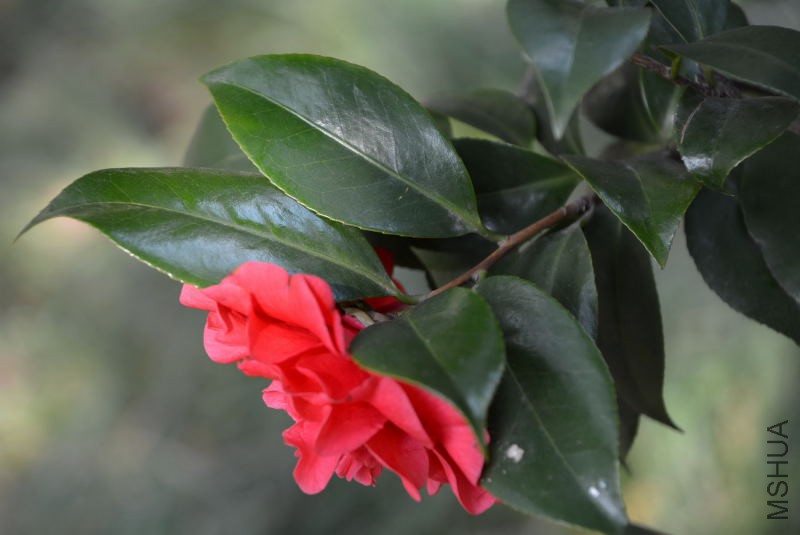 DSC_82620536.JPG