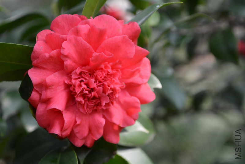 DSC_82880562.JPG