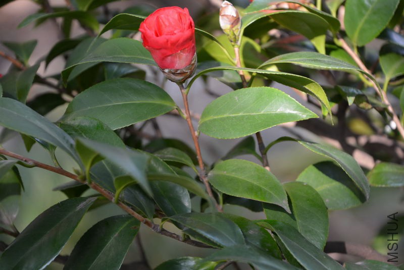 DSC_82630537.JPG