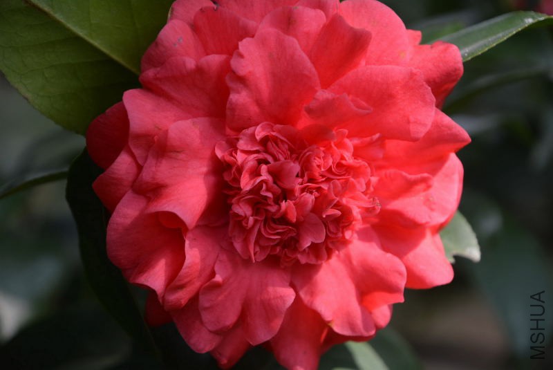 DSC_82860560.JPG