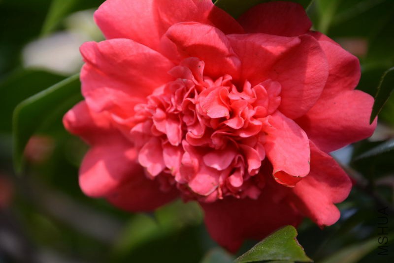 DSC_82680542.JPG