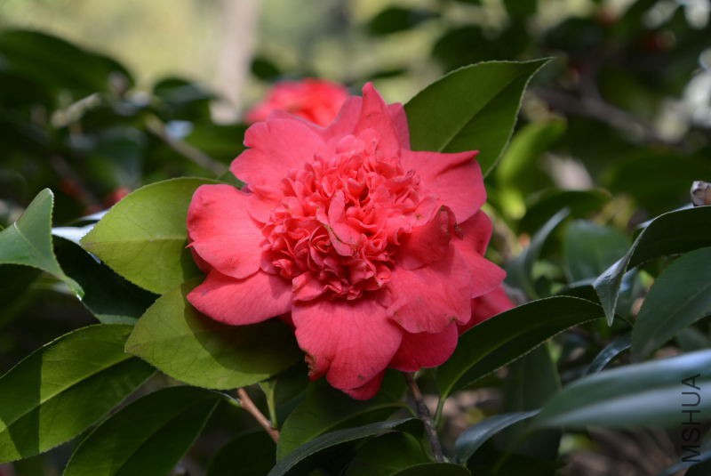 DSC_82710545.JPG