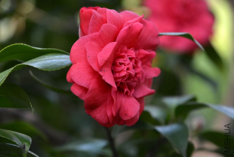DSC_82590533.JPG