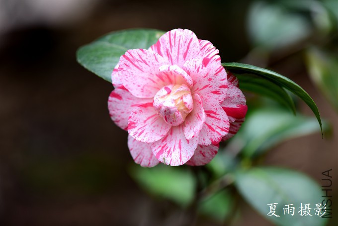 DSC_2286.jpg