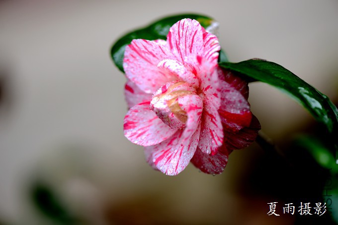 DSC_2289.jpg