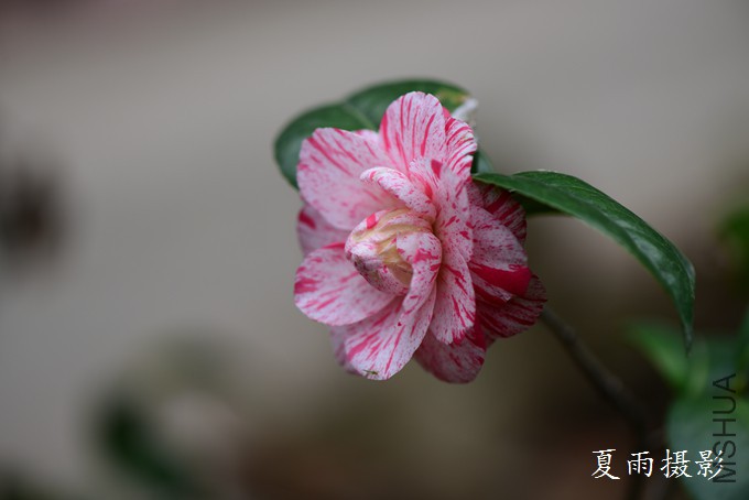 DSC_2287.jpg