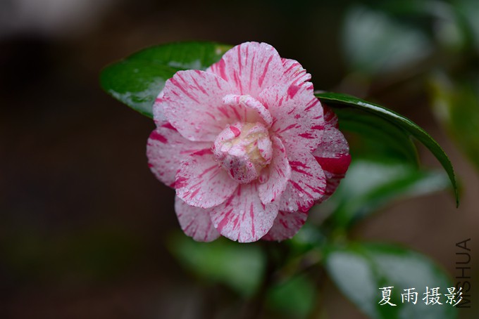 DSC_2291.jpg
