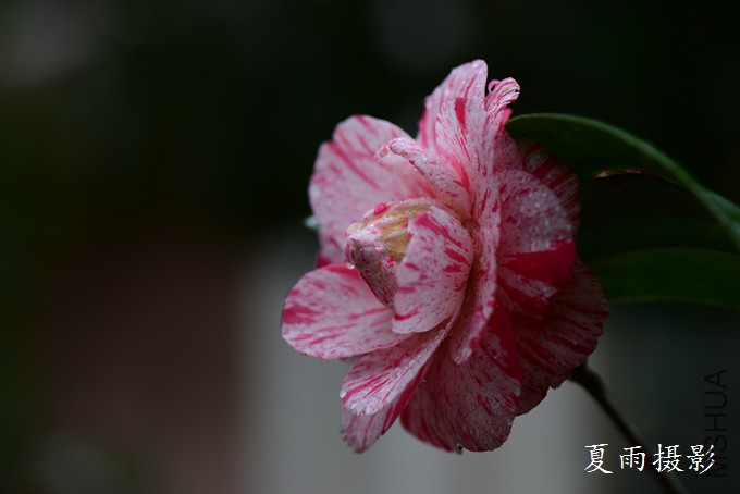 DSC_2312.jpg