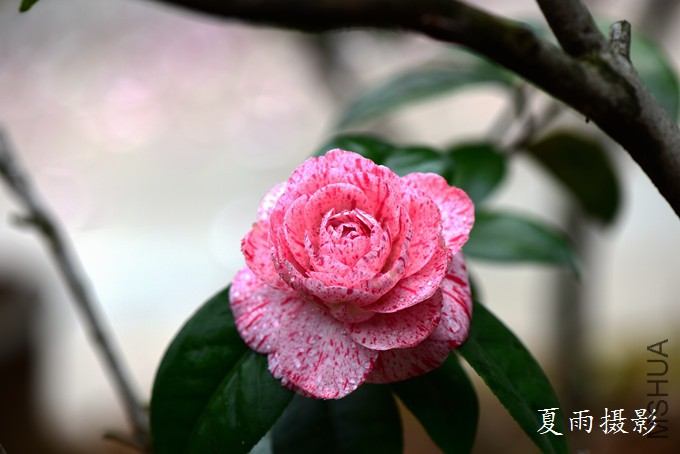 DSC_2306.jpg