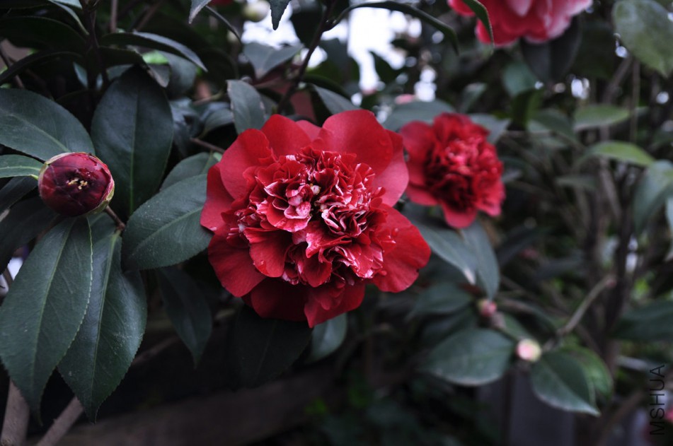 dsc_0684_����.jpg