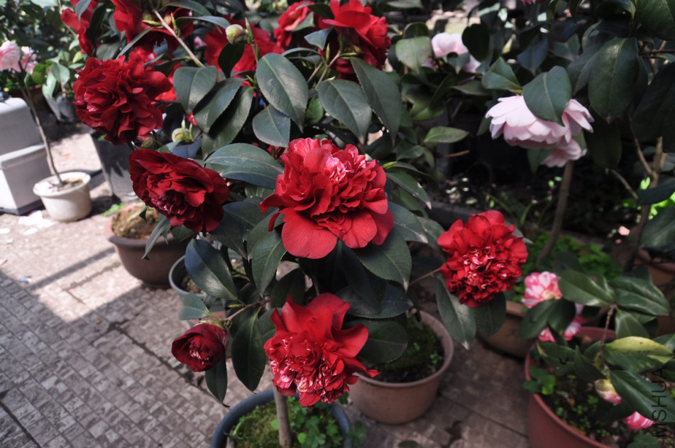 dsc_0773_����.jpg