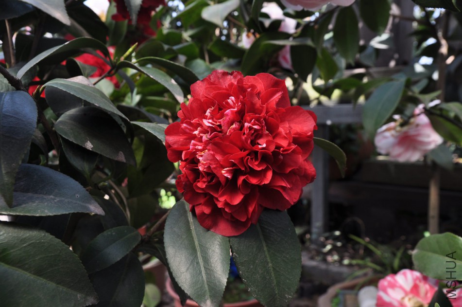 dsc_0777_����.jpg