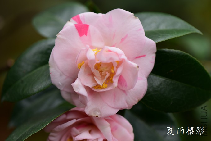 DSC_2724.jpg