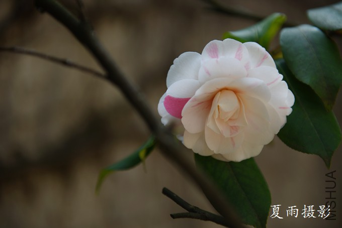 DSC_3209.jpg