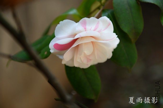 DSC_3211.jpg
