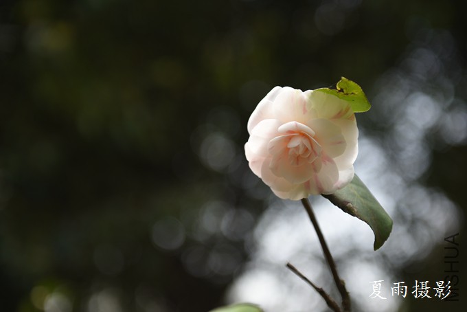 DSC_3218.jpg