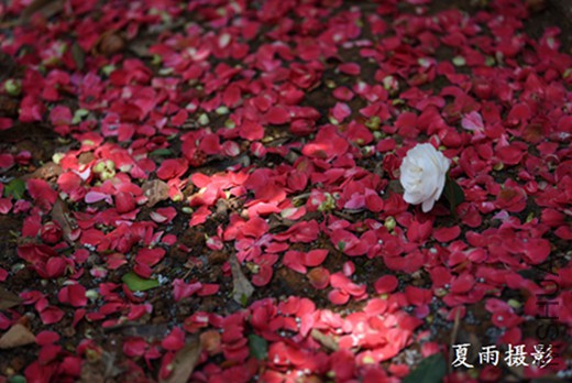 DSC_3095.jpg
