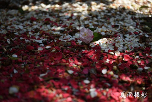 DSC_3197.jpg