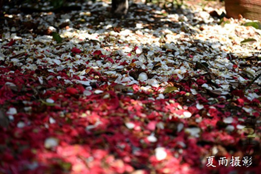 DSC_3192.jpg