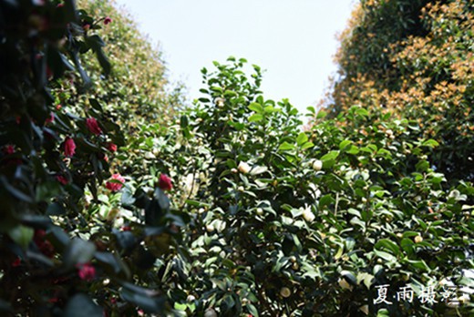DSC_3201.jpg