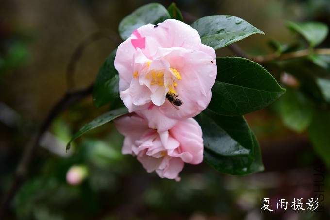 DSC_2775.jpg