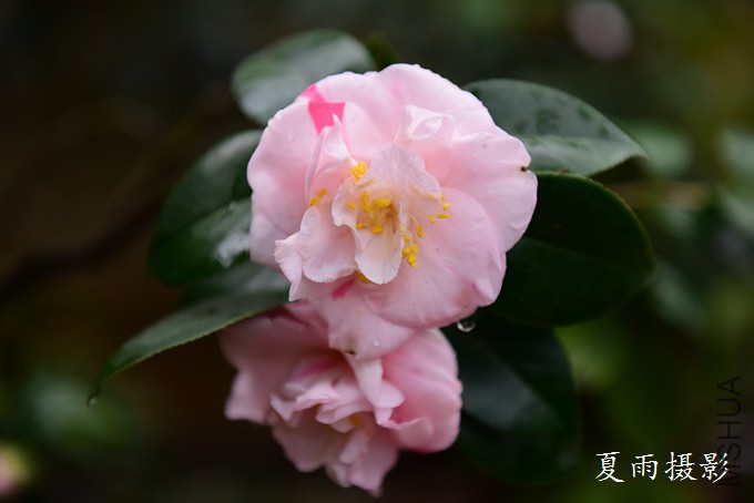 DSC_2826.jpg