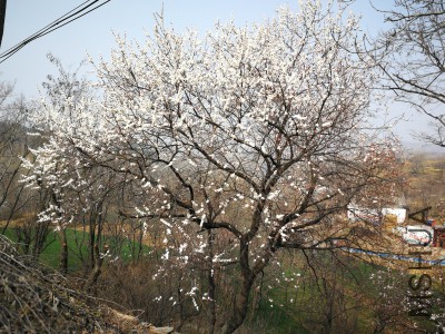 IMG_20180324_094810_�༭.jpg