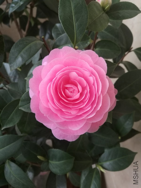 IMG_20180324_083931.jpg
