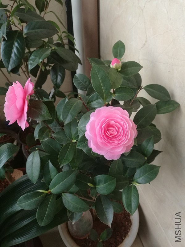 IMG_20180324_083816.jpg