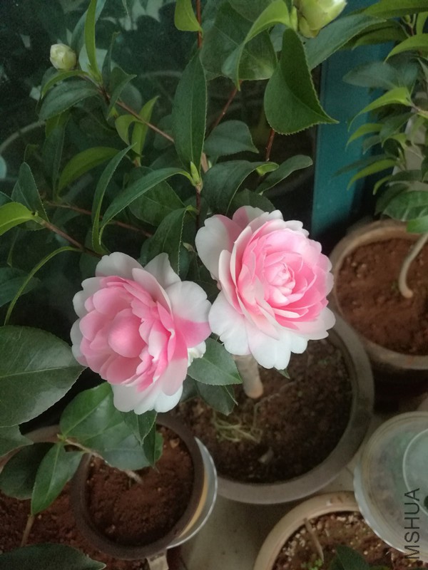 IMG_20180314_073207.jpg
