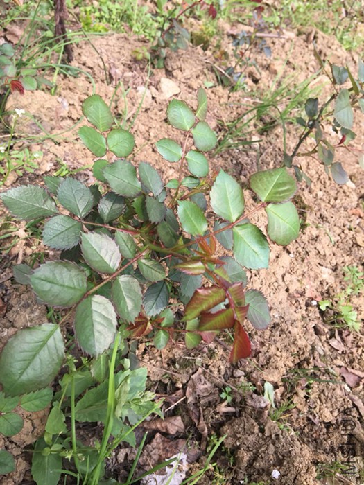 ΢��ͼƬ_20180326081711.jpg