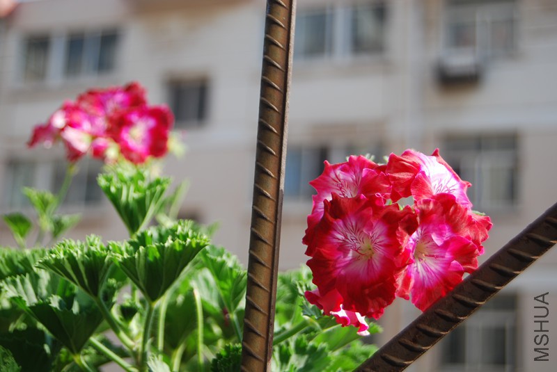dsc_0215_����.jpg