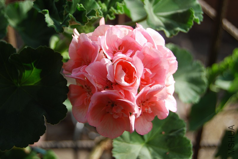 dsc_0216_����.jpg