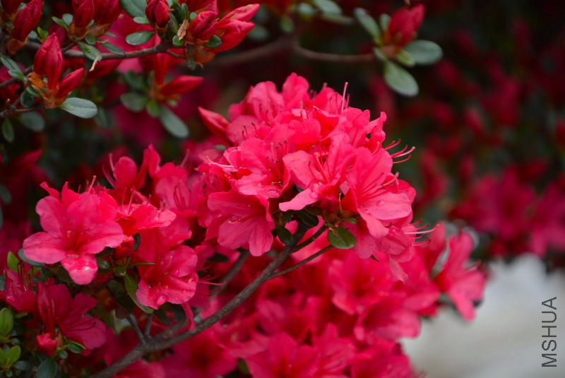 DSC_84070003.JPG