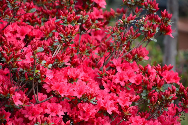 DSC_84310027.JPG