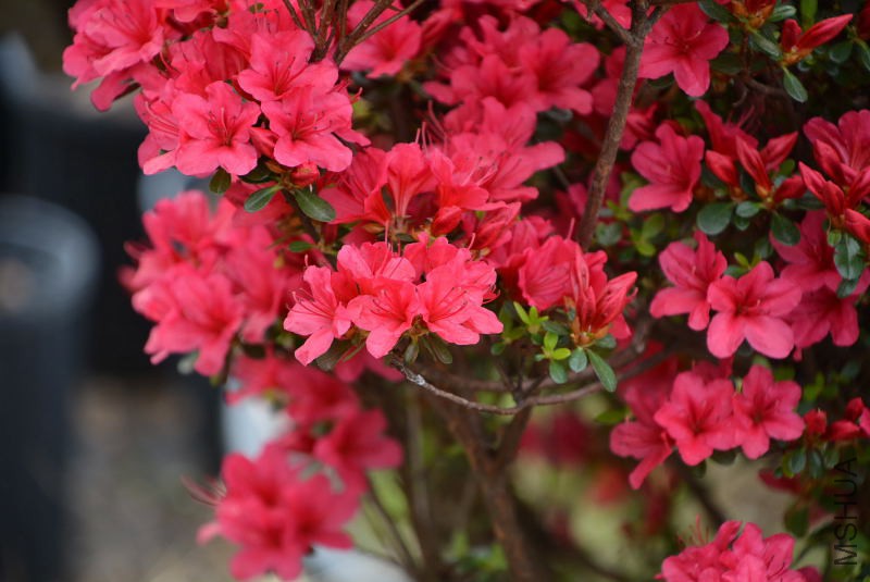 DSC_84110007.JPG