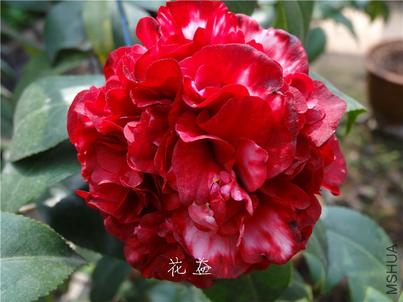 DSC03373.jpg