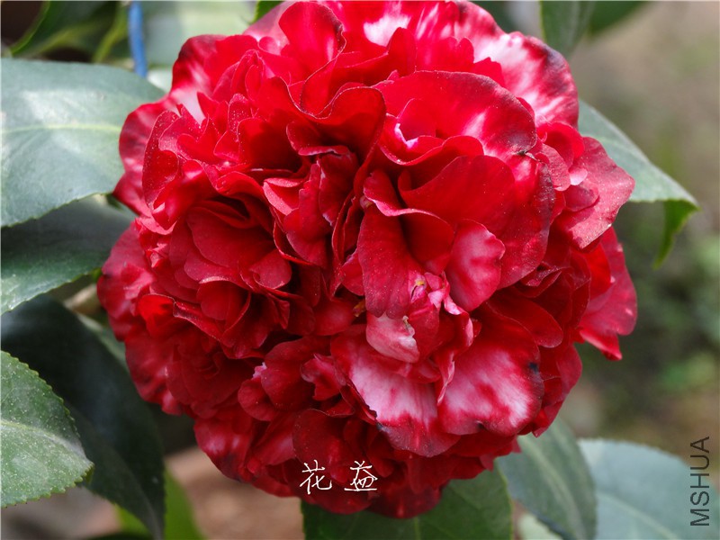 DSC03374.jpg