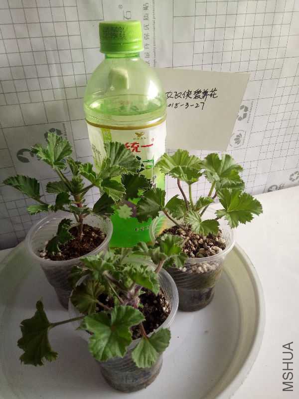 IMG20180326162023.jpg