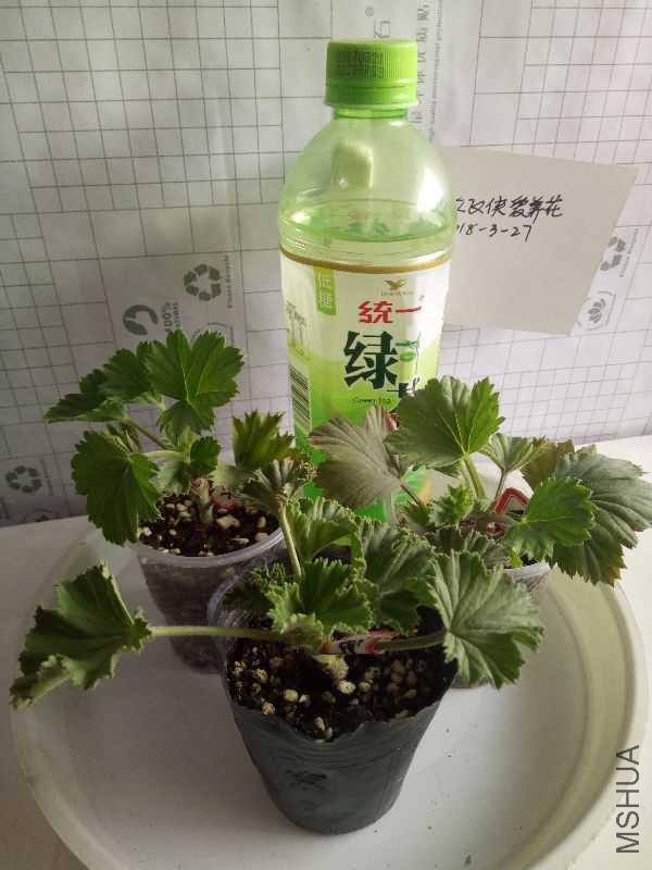 IMG20180326162101.jpg