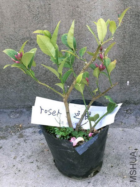ROSER.jpg