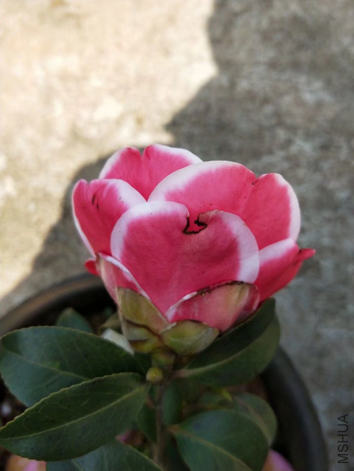 2345_image_file_copy_12.jpg