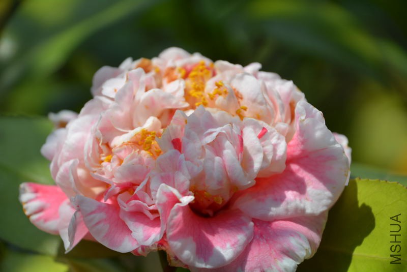 DSC_88051361.JPG