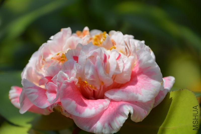 DSC_88041360.JPG