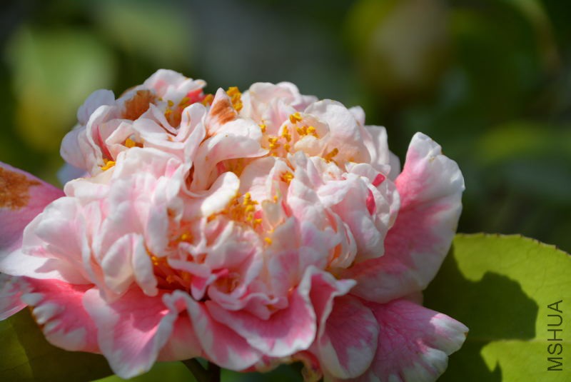 DSC_87911347.JPG