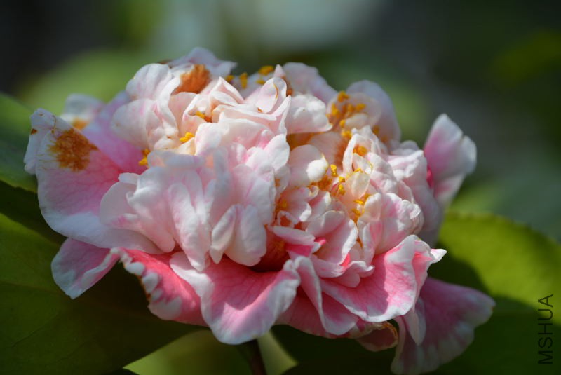 DSC_87971353.JPG