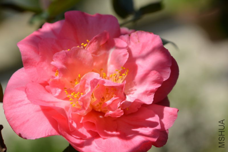 DSC_88791435.JPG